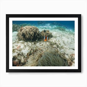 Clownfish On Coral Reef Art Print