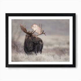 Moose In Field Art Print