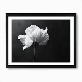 Black And White Poppy Art Print