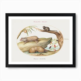 Two Types Of Armadillos With A Marmoset, A Coconut Palm, And A Pepper Plant (1575–1580), Joris Hoefnagel Art Print