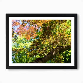 Treetops with colourful leaves, autumn forest Art Print