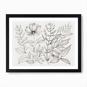 Botanical Drawing Art Print