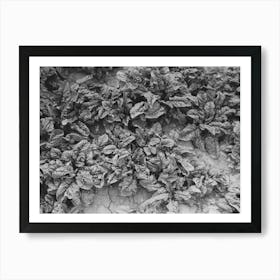 Spinach Growing In Field At La Pryor, Texas By Russell Lee Art Print