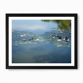 Water lilies and reflection of the sky in a pond Art Print