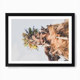 Date Palm Tree From Below Art Print