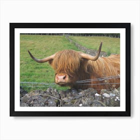 Highland Cow  in Scotland Field Stone Wall Art Print