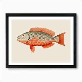 Red Emperor Fish Art Print