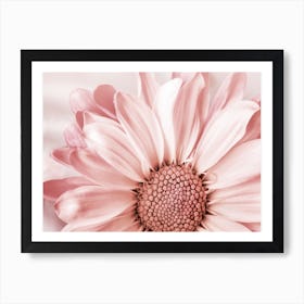 Blush Flower Art Print