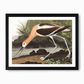 American Avocet Art Print