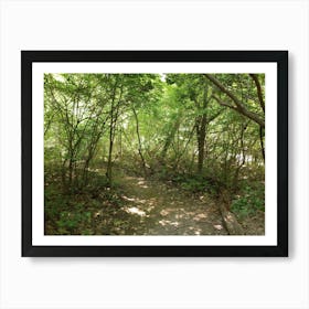 Trail In The Woods 2 Art Print