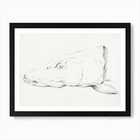 Head Of A Pike, Jean Bernard Art Print