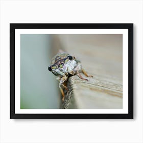 Cicada close up Art Print