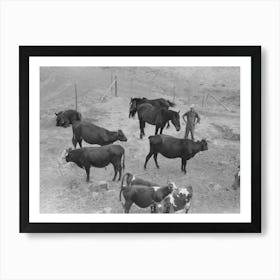 Cows And Horses Belonging To Mr, Schoenfeldt, Russian German Fsa (Farm Security Administration) Client Art Print