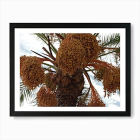 Palm Tree With Dates Affiche