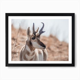 Western Pronghorn Art Print