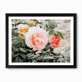 Rose Bush Art Print