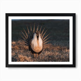 Sage Grouse Sunset Art Print