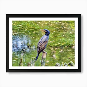 Majestic Cormorant by the Water. A striking cormorant perches on a weathered wooden post, its intricate feather patterns gleaming under the sunlight. The tranquil water reflects the lush greenery, creating a serene natural setting. Art Print