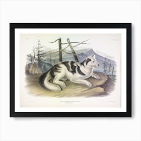Hare Indian Dog, John James Audubon Art Print