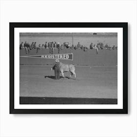 Untitled Photo, Possibly Related To Cowboy Being Thrown From Bucking Horse During The Rodeo Of The San Art Print