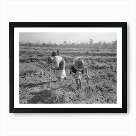 Children Of Sharecropper Picking Up Sweet Potatoes In Field Near Laurel, Mississippi By Russell Lee Art Print