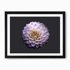 Dahlia Art Print