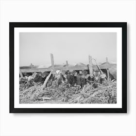 Cows Feeding At Large Dairy, San Angelo, Texas By Russell Lee Art Print