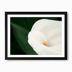 White Calla Lily Art Print