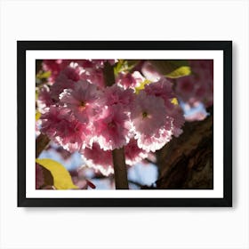 Pink blossoms of ornamental cherry 5 Art Print