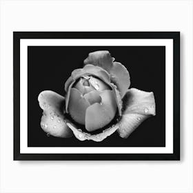 Black And White Rose Art Print