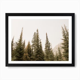 Misty Pine Trees Art Print