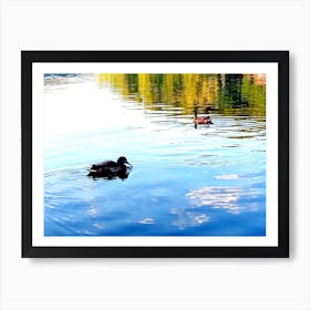 Ducks In The Water Art Print