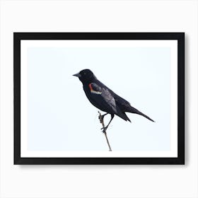 Red-Winged Blackbird Art Print