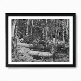 Long Bell Lumber Company, Cowlitz County, Washington, Cut Fir Logs In The Woods By Russell Lee Art Print