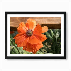 Orange poppy blossom and rural beauty Art Print