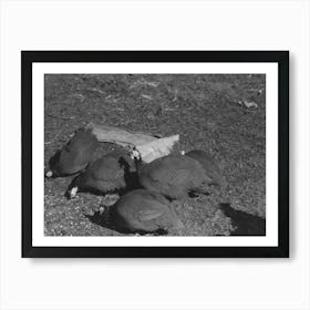 Guinea Hens On Farm Of Pomp Hall, Tenant Farmer, Creek County, Oklahoma, See General Caption Number 23 By Art Print