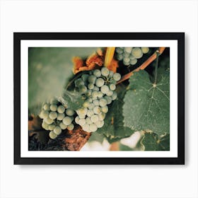 Spanish Vineyard Grapes Art Print