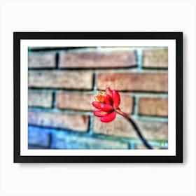 Red Flower In Front Of Brick Wall 20170421 794pub Art Print