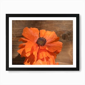 Orange poppy blossom and wood Art Print