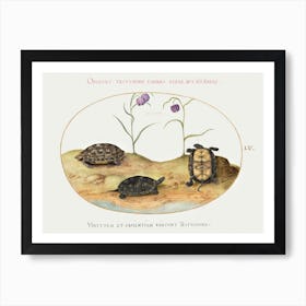 Three Turtles And Two Fritillaria (1575–1580), Joris Hoefnagel Art Print