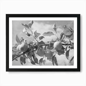 Apples Are One Of The Main Fruit Crops Along The Rio Pueblo At Dixon, New Mexico By Russell Lee Art Print