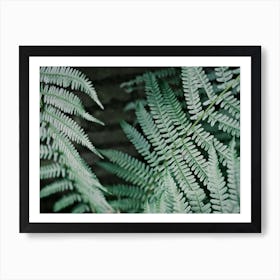 Green Leaves Of A Fern // Nature Photography Art Print