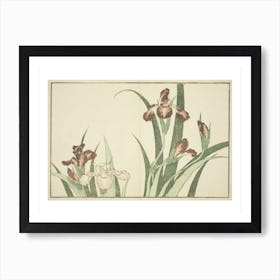 Iris From The Picture Book Of Realistic Paintings Of Hokusai Art Print