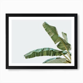 Banana Leaf Palm Art Print
