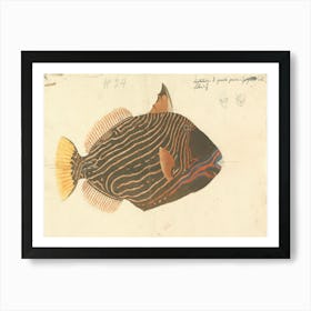 Unidentified Fish, Luigi Balugani 5 Art Print