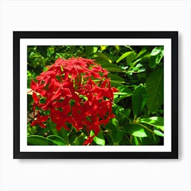 Red Flower tropical maldives Art Print