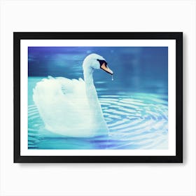 Swan In Water 3 Art Print