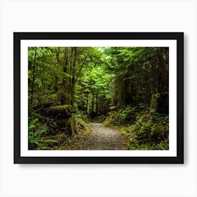 Lake Quinault Trail Art Print