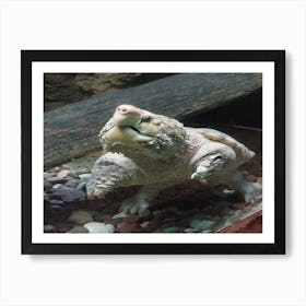 Snapping turtle 1 Art Print
