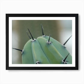 Close Up Cactus Art Print
